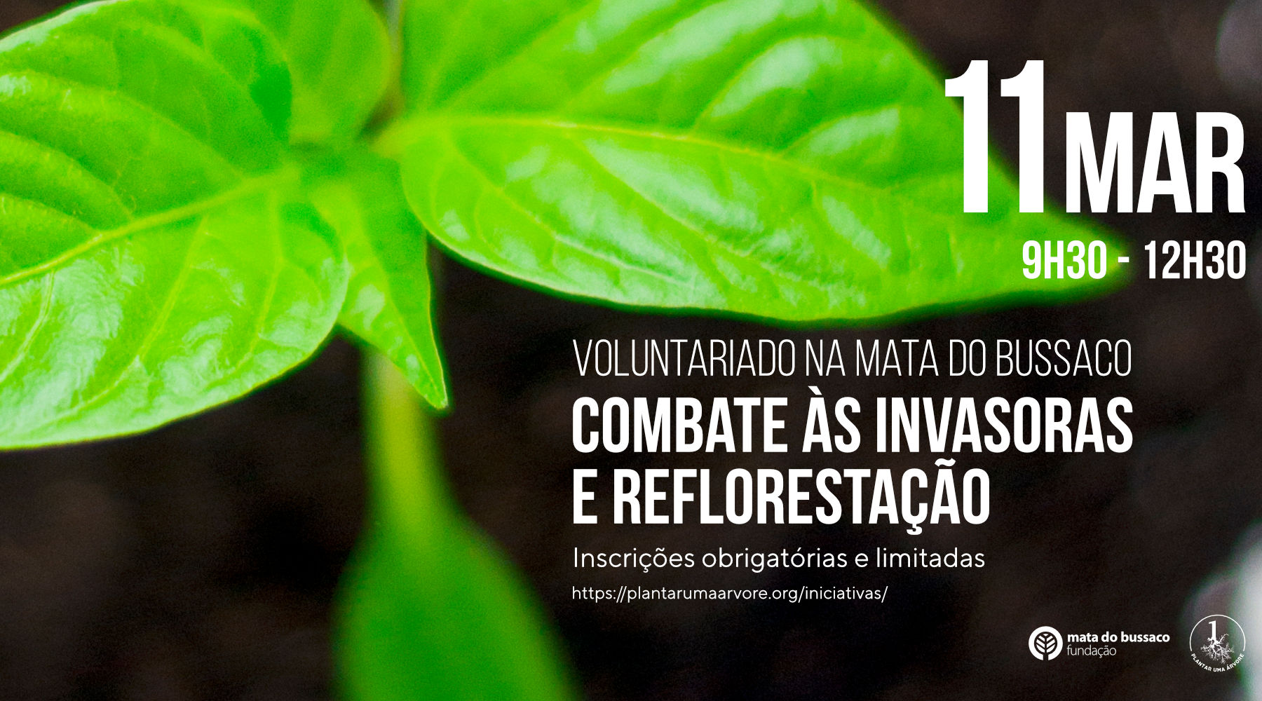 Voluntariado – Combate às invasoras e reflorestação