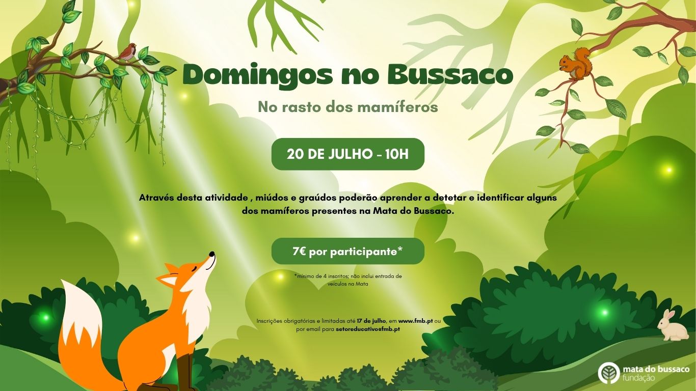 Domingos no Bussaco